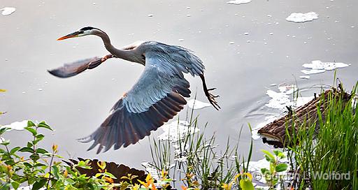 Heron Taking Flight_P1130677.jpg - Great Blue Heron (Ardea herodias) photographed along the Rideau Canal Waterway near Smiths Falls, Ontario, Canada.